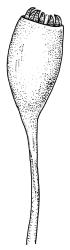 Dicranella cardotii, capsule, moist. Drawn from A.J. Fife 8302, CHR 459773.
 Image: R.C. Wagstaff © Landcare Research 2018 